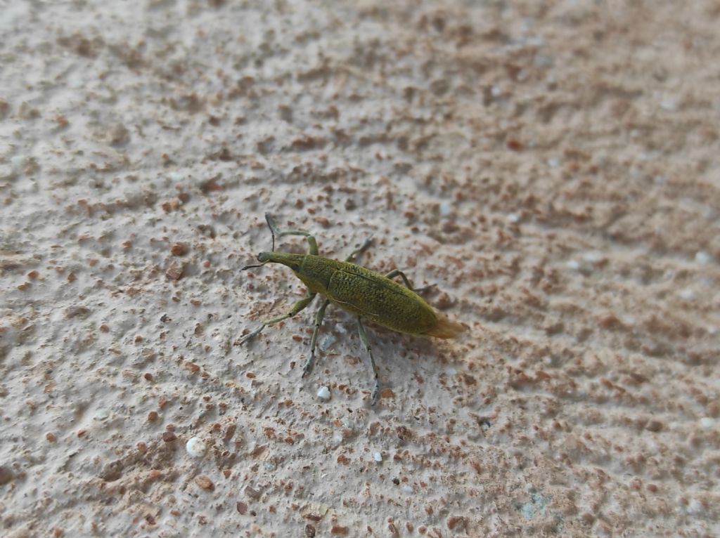 Lixus pulverulentus?